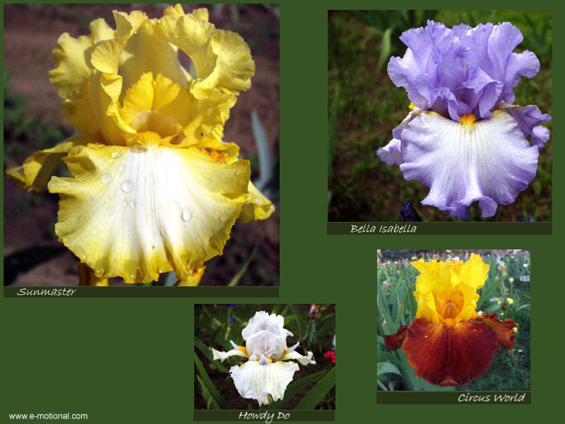 Beautiful Iris Screen Saver - Display beautiful Iris flowers as screensaver
