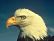 e-motional Images Screen Saver (Wildlife Edition)